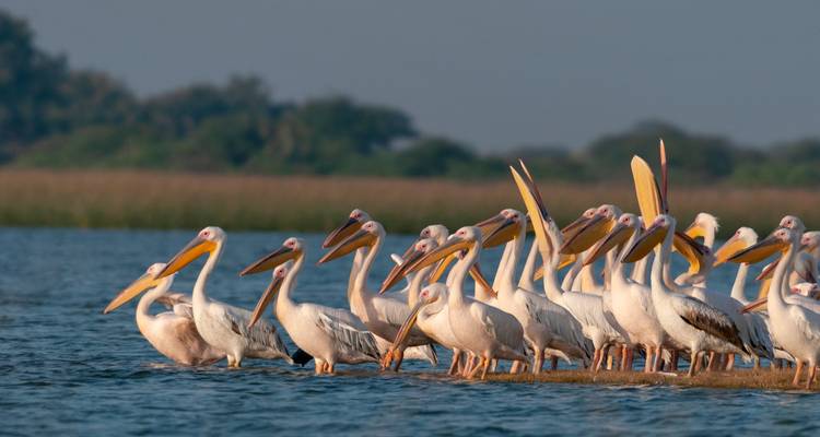 Flock of great white pelicans standing together in shallow lake water with reeds in the distance.