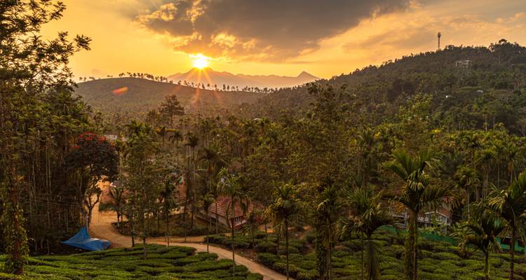 Golden hour sunset over rolling tea plantations and palm-fringed valleys.