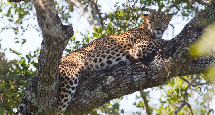 Un léopard sri-lankais se prélasse le long de la branche d'un arbre, regardant vers l'appareil photo.