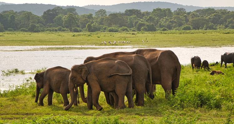 Un petit troupeau d'éléphants d'Asie broute près d'une zone humide adossée à des collines boisées.