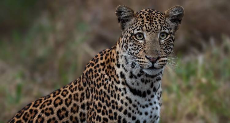 Striking close-up of a leopard staring intently from the savanna grass.