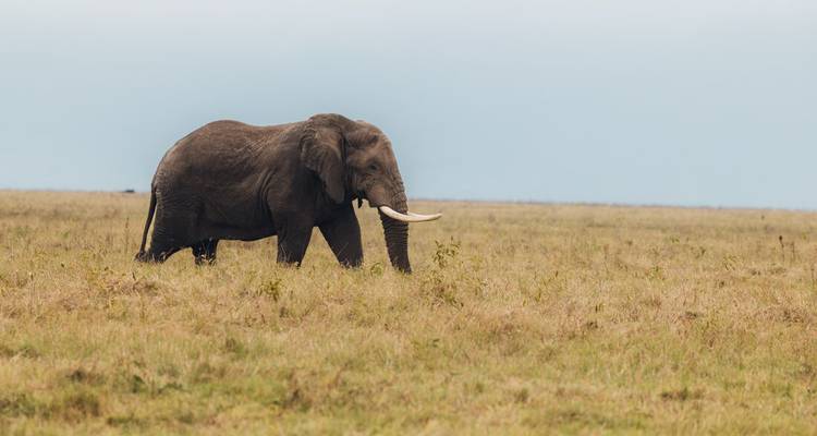 Lone elephant with sweeping tusks walks across a golden grassland under an overcast sky.