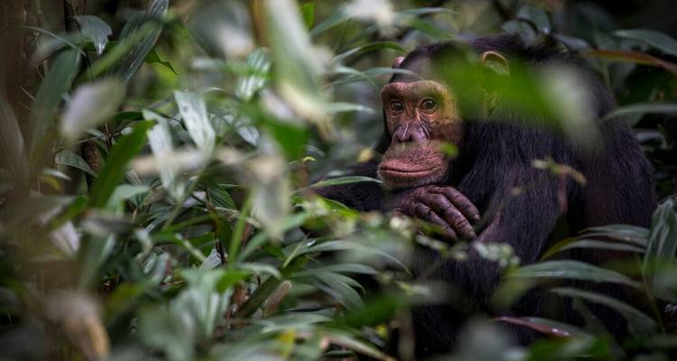Chimpanzee peers thoughtfully through dense green foliage of tropical forest.