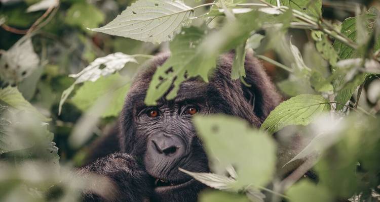 Mountain gorilla gazes through leafy vegetation, partially hidden in jungle shadows.