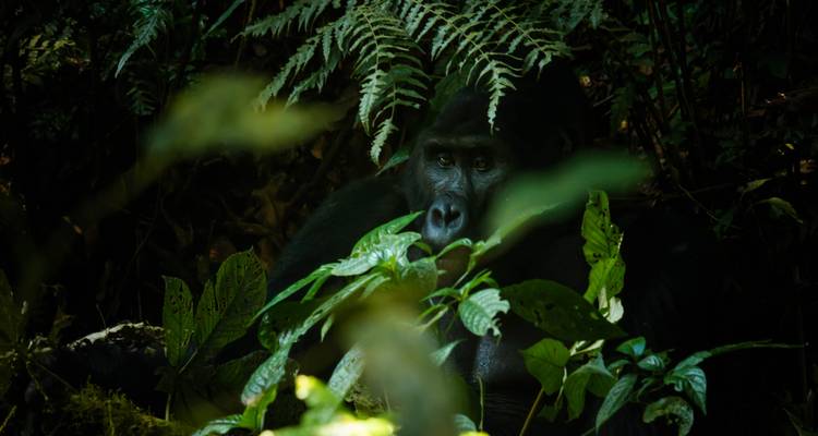 A gorilla partially hidden in shadow behind forest leaves