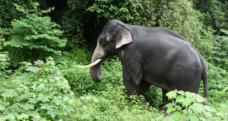 Large wild elephant with long tusks walking through lush green jungle
