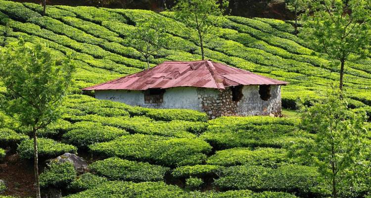 A rustic stone hut with a rust-red roof sits amid rolling green tea plantations in Munnar.