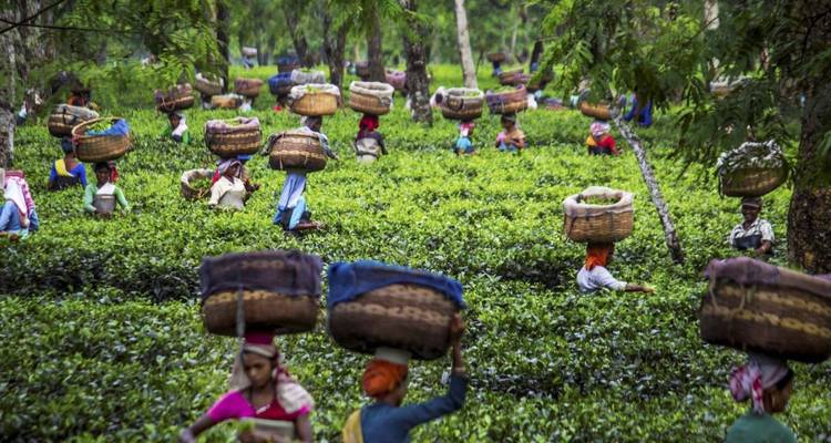 Tea pickers carrying large baskets on their heads move through lush green plantations.