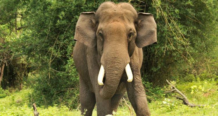 A wild Asian elephant stands amidst green forest foliage looking directly at the camera.
