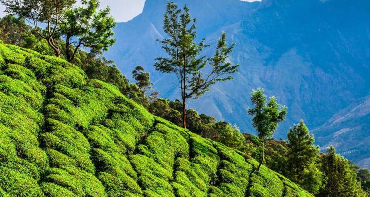 Felgroene terrassen met theeplantages die langs een bergafhelling naar beneden stromen