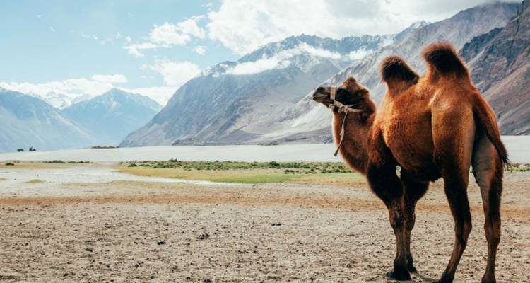 Double-humped Bactrian camel stands on sandy flats with snow-capped mountains behind.