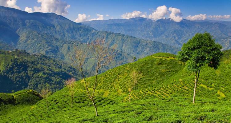 Vast emerald tea plantations carpeting rolling hills with distant blue mountains under bright skies.