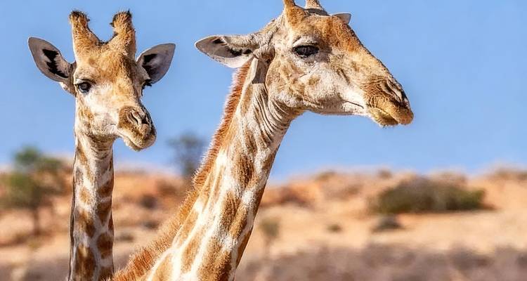 Close portrait of two giraffes standing in arid savanna with blue sky backdrop