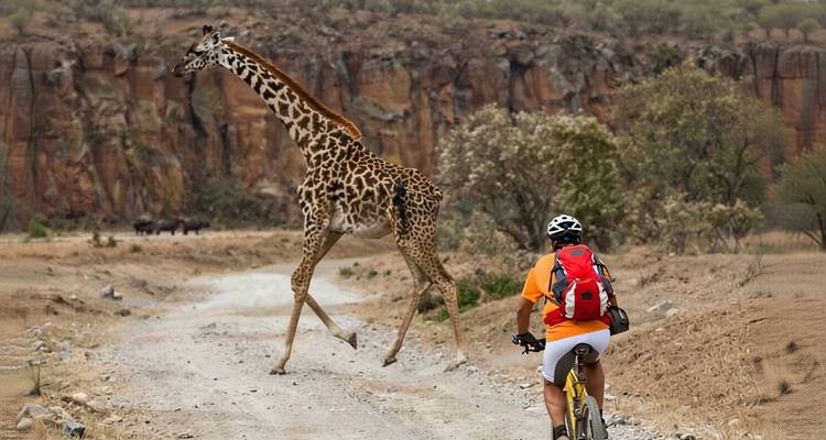 Cyclist pedalling along dirt track while a tall giraffe strides across the path in front of dramatic cliffs