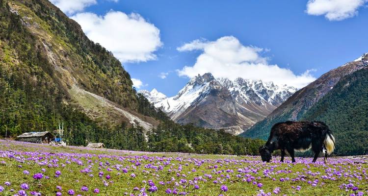 Yak grazing in a purple wildflower meadow framed by snowy Himalayan peaks.