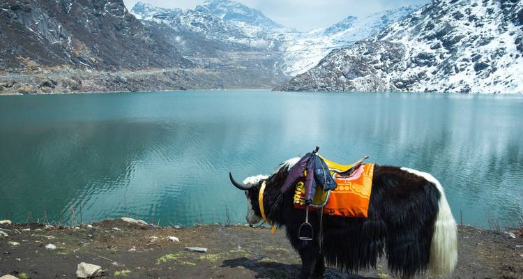 Saddled yak stands beside a turquoise alpine lake surrounded by snowy peaks.