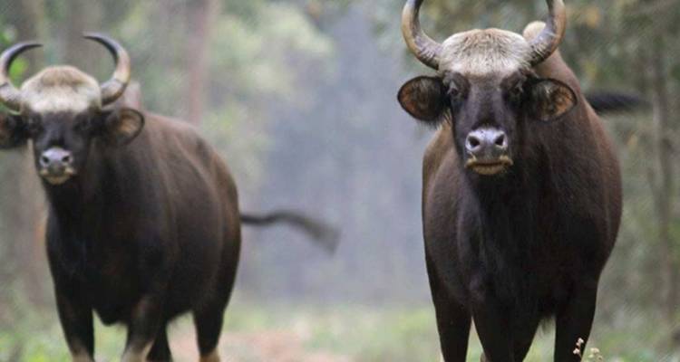 Deux gaurs indiens regardent vers l'appareil photo sur un sentier forestier brumeux.