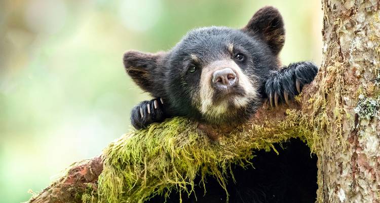 Gros plan d'un ourson noir regardant par-dessus une branche d'arbre couverte de mousse en forêt.