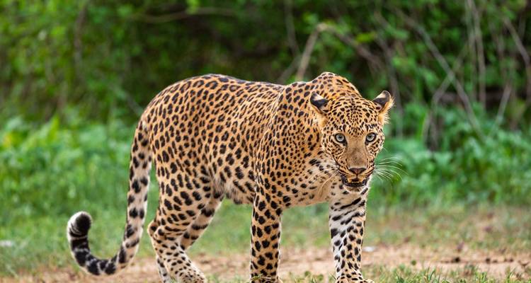 Leopard standing alert on a grassy clearing, eyes fixed forward with forest backdrop.