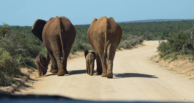 Vue arrière d'une famille d'éléphants marchant sur une piste de safari poussiéreuse à travers une région arbustive.