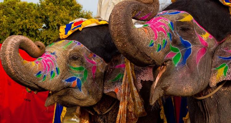 Close-up of two elephants adorned with vibrant festival paint and decorative cloths.