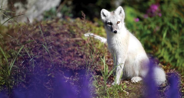 Aufmerksamer weißer Polarfuchs sitzt inmitten der Sommertundra und violetten Wildblumen.