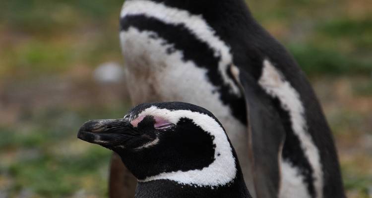 Close portrait of two Magellanic penguins with blurred natural habitat background.