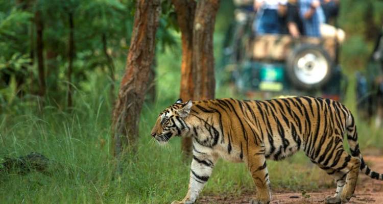 Bengal tiger strolls along a forest track while a safari jeep with onlookers follows behind.