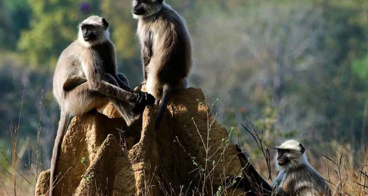 Three grey langur monkeys perch on an earthen mound in a forest clearing.