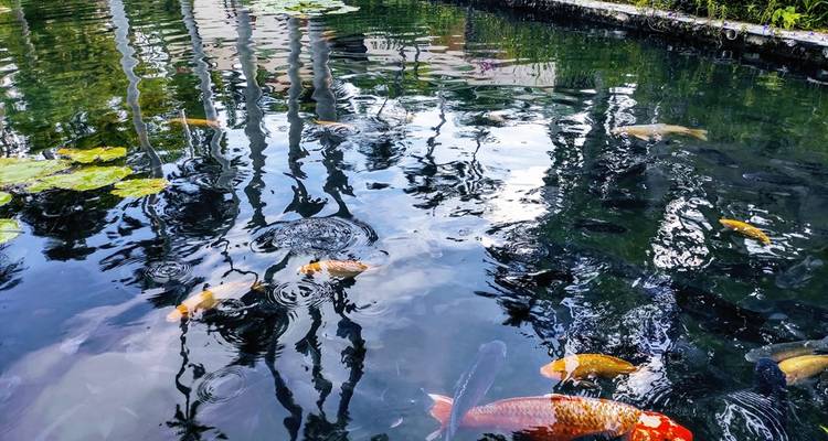 Koi-Fische, die in einem spiegelnden Teich mit Seerosenblättern und Palmenbaumreflexionen gleiten.