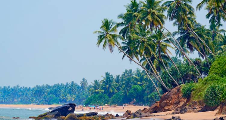 Golden sandy beach lined with leaning palm trees and groups of people playing in the distance