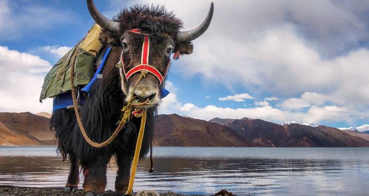 Close-up of saddled yak standing beside the shimmering blue waters of a high-altitude lake.