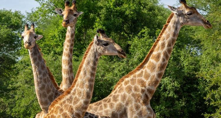 Four giraffes standing alert among green bushveld under clear sky