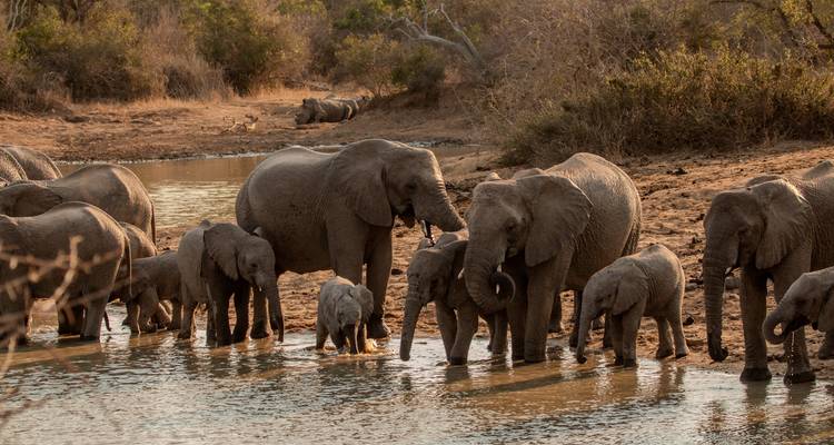 Large family of elephants drinking at a waterhole in the African bush at warm light
