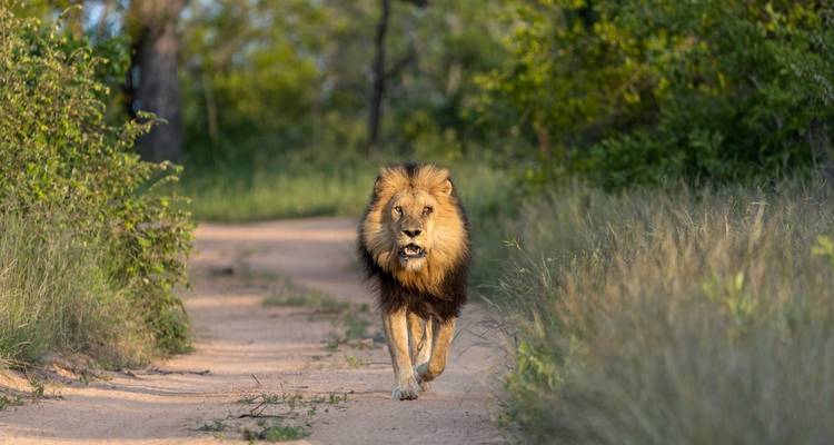Male lion striding down a sandy game track through tall grass towards the camera
