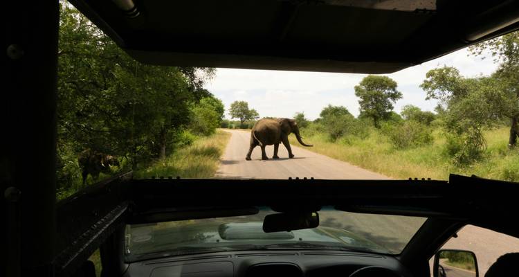 Elephant crossing a tar road viewed from inside an open safari vehicle