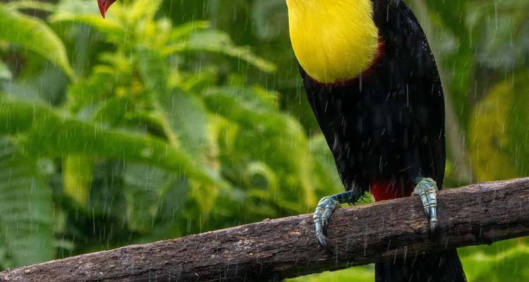 Gros plan d'un toucan coloré sous une pluie tombante au milieu d'un feuillage luxuriant