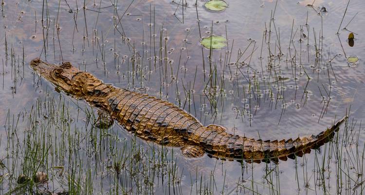 Crocodile submergé dans une eau de zone humide peu profonde vue de dessus