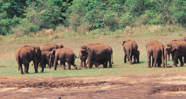 Herd of wild Asian elephants grazing on a grassy clearing near forest edge