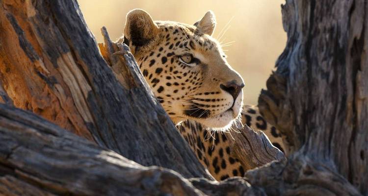 Close-up profile of a leopard peering through weathered tree trunks in warm afternoon light.