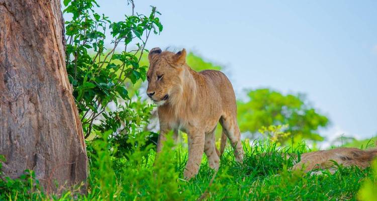 Young lion walking through lush green grass beside a tree on a bright day.