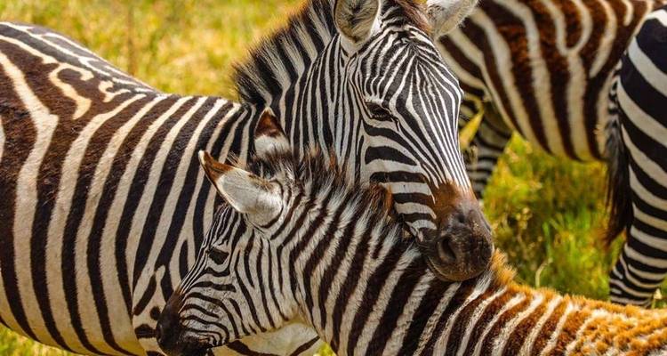 Adult zebra nuzzling a young foal among a herd in golden grassland.