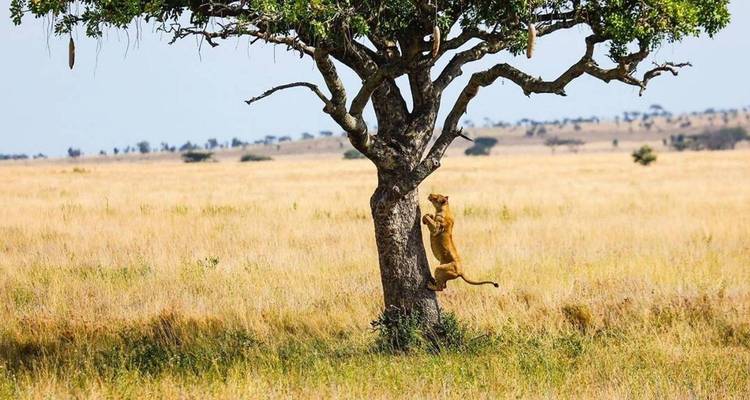 Lone lioness mid-pounce climbing a solitary acacia tree in vast grass plains.