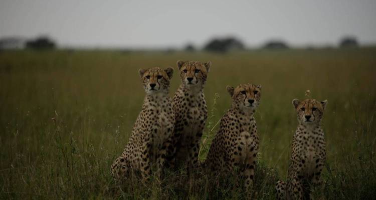 Four cheetahs sitting alert in dim overcast light on tall grassland.