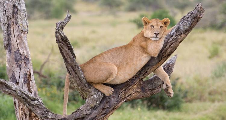 Lionne confortablement allongée sur une branche d'arbre dominant la savane en contrebas