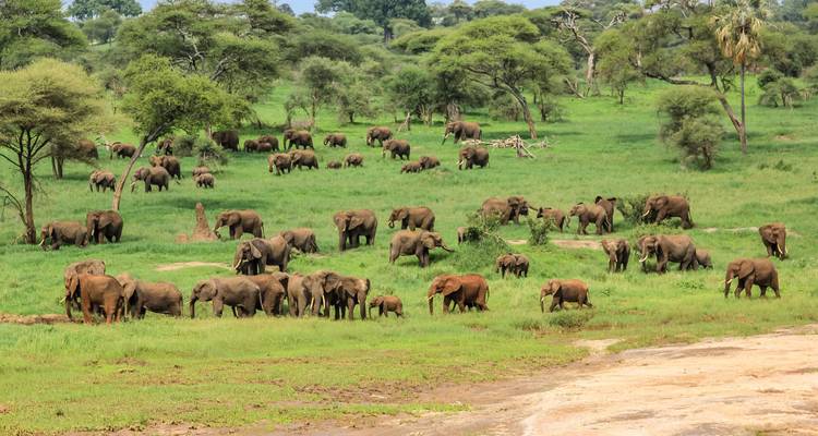 Vaste groupement d'éléphants se nourrissant dans les plaines verdoyantes de Tarangire