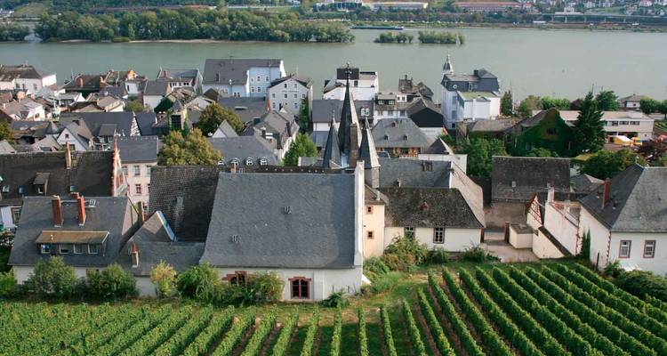 Vineyard rows descending toward Rhine riverside village with church steeple and slate roofs.