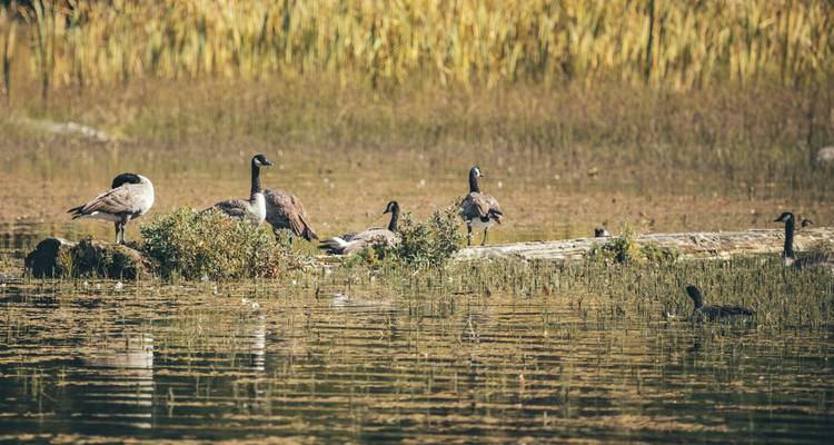 Group of Canada geese resting on a log in a calm marsh surrounded by tall grasses.