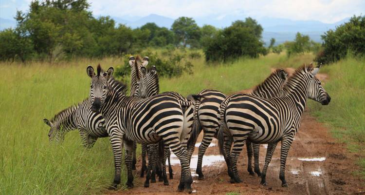 Troupeau de zèbres bloquant une piste de safari boueuse après des pluies récentes dans la savane herbeuse.