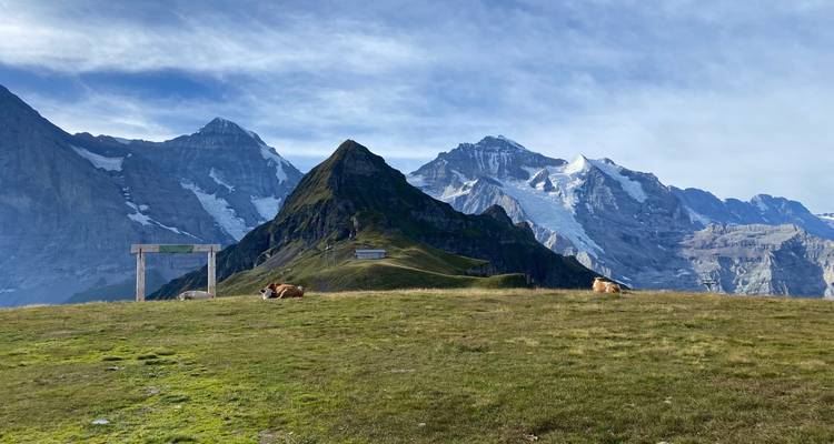 Pâturage alpin ouvert avec des vaches en pâture sous des pics enneigés déchiquetés et un ciel bleu.
